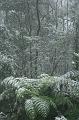 Snow on tree ferns, Sassafras IMG_7633
